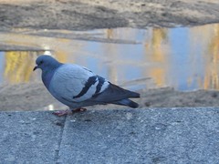 Columba livia