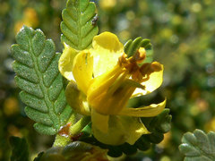 Larrea nitida