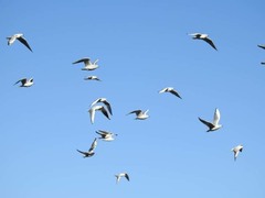 Chroicocephalus ridibundus