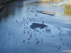 Chroicocephalus ridibundus