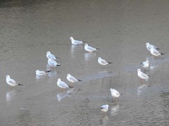 Chroicocephalus ridibundus