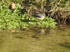 Motacilla cinerea