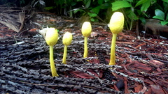 Leucocoprinus birnbaumii image