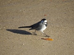 Motacilla alba