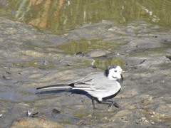 Motacilla alba