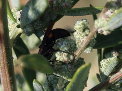 Anoplius semicinctus