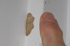 Poecilasthena scoliota