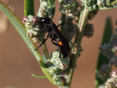 Anoplius semicinctus