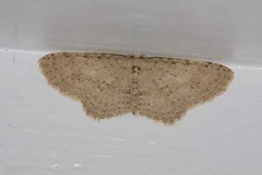 Poecilasthena scoliota