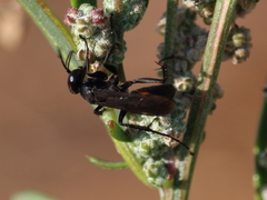 Anoplius semicinctus