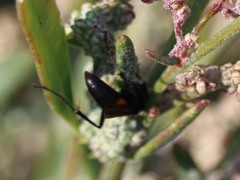 Anoplius semicinctus