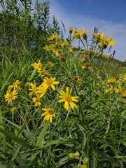 Jacobaea paludosa paludosa