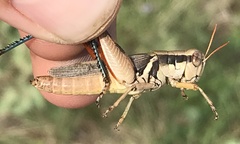 Melanoplus glaucipes