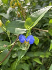 Commelina communis