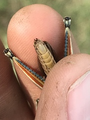 Melanoplus glaucipes