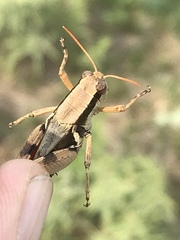 Melanoplus glaucipes
