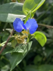 Commelina communis