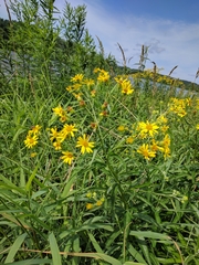 Jacobaea paludosa paludosa