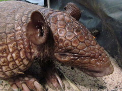 Cabassous unicinctus