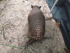 Cabassous unicinctus