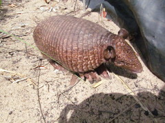 Cabassous unicinctus