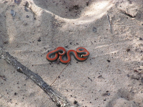 Phalotris multipunctatus