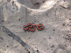 Phalotris multipunctatus