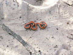 Phalotris multipunctatus