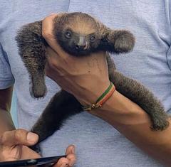 Choloepus didactylus