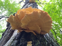 Laetiporus sulphureus