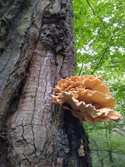 Laetiporus sulphureus