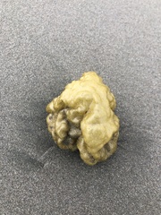 Ectocarpales