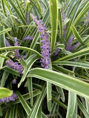 Liriope muscari