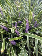 Liriope muscari