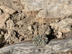 Eriogonum tenellum