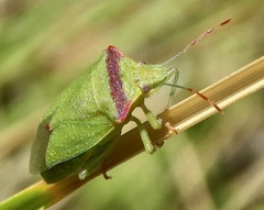 Thyanta pallidovirens