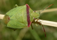 Thyanta pallidovirens