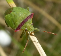 Thyanta pallidovirens