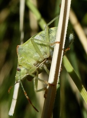Thyanta pallidovirens