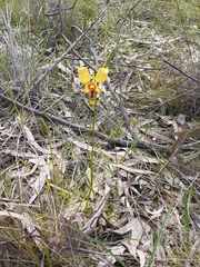 Diuris orientis