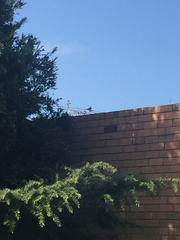 Streptopelia chinensis