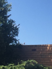 Streptopelia chinensis