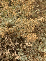 Atriplex