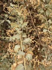 Atriplex