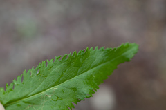Packera schweinitziana