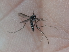 Stegomyia