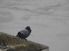 Columba livia