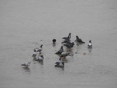 Columba livia