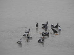 Columba livia