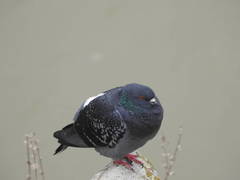 Columba livia